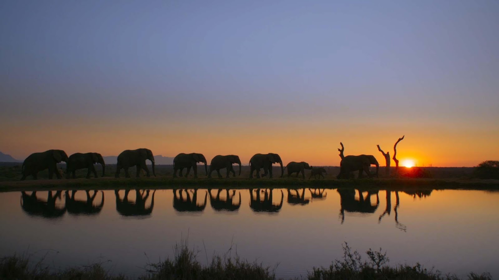 A group of elephants walking along a body of water

Description automatically generated